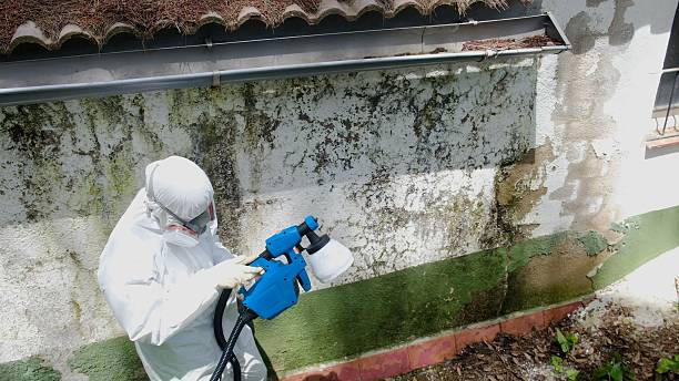 Top rated local Bathroom Mold Removal specialists in McKinney, TX